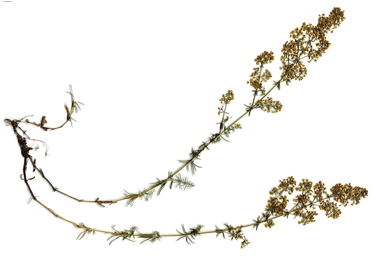 Galium verum subsp. verum (Rubiaceae)